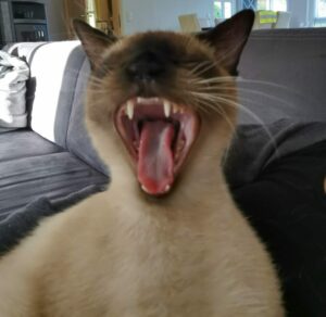 Zähneputzen bei Katzen
