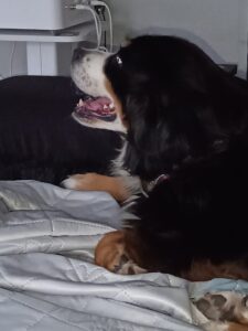 Seealge und ihre Wirkung auf die Schilddrüse